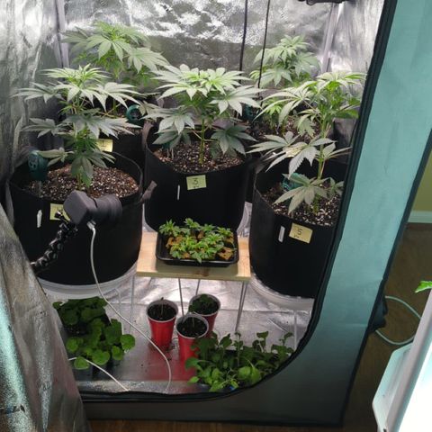 Gorilla Glue growlog photo: Watered today