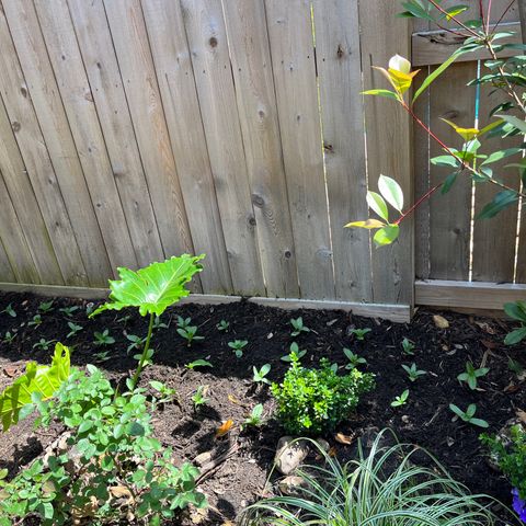 Tower Garden 2 growlog photo: Zinnias transplanted from seed 4/10/23