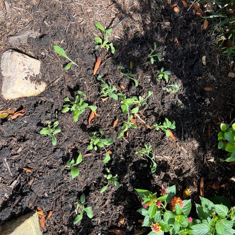Tower Garden 2 growlog photo: Gloriosa Daisies Transplanted