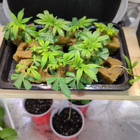 Gorilla Glue growlog photo: Watered Tent. pH 6.3
Clones were dry and some leaves are yellowing. Watered very well