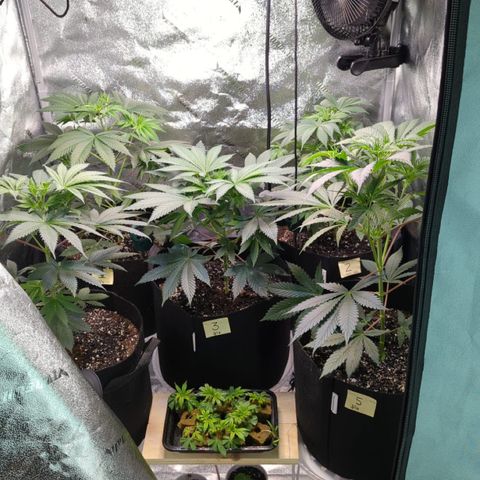 Gorilla Glue growlog timeline photo