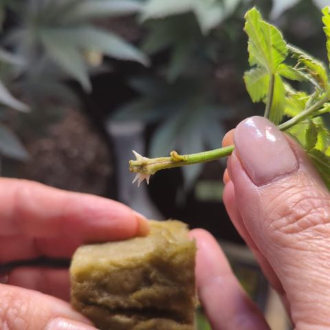 Gorilla Glue growlog photo: Babies with roots