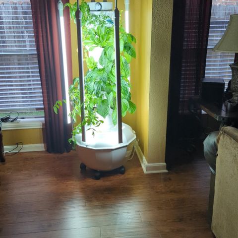 Tower Garden 2 growlog photo: Moved to Dining Room