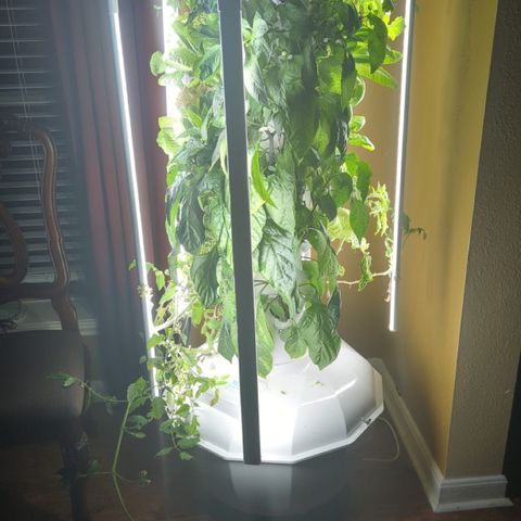 Tower Garden 2 growlog photo: We need to invent some kind of trellis to support the tomato and pepper plants