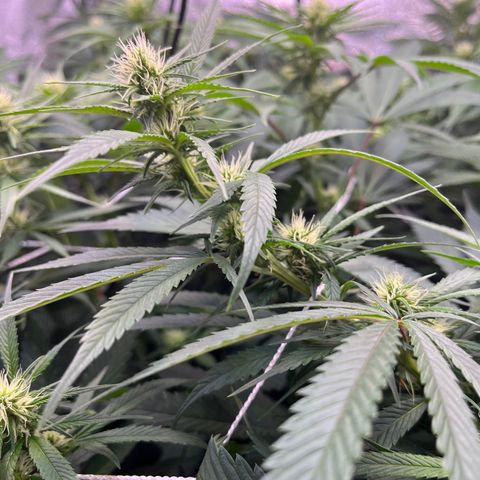Gorilla Glue growlog timeline photo
