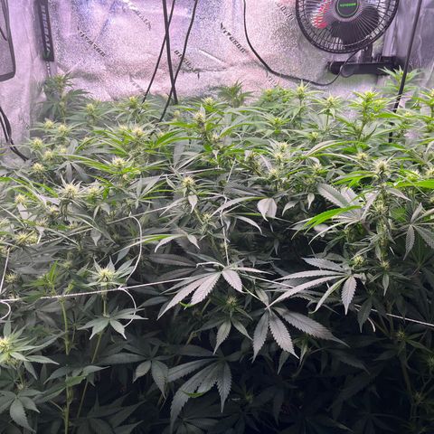 Gorilla Glue growlog timeline photo