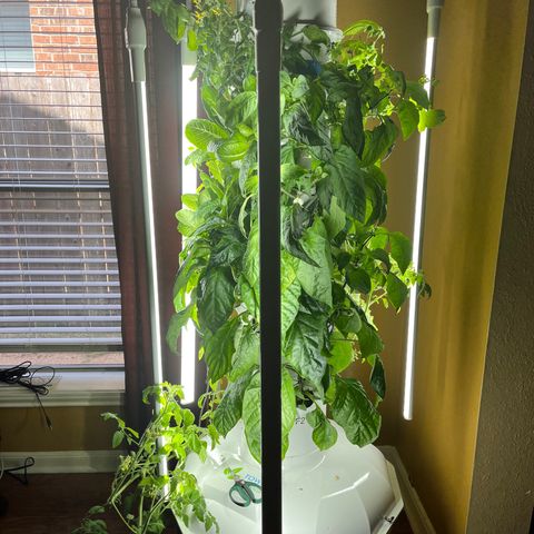 Tower Garden 2 growlog timeline photo