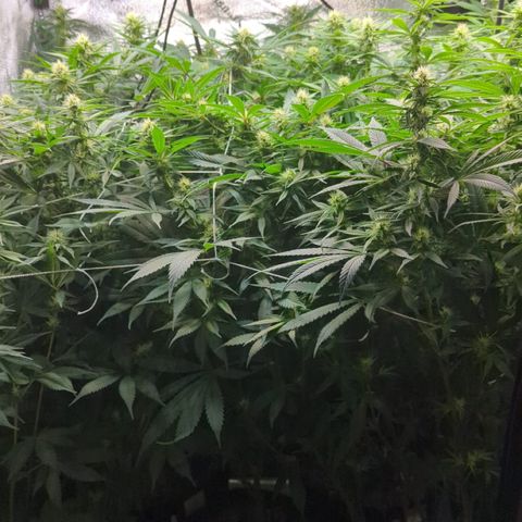 Gorilla Glue growlog photo: Trimmed lower branches
