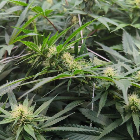Gorilla Glue growlog photo: Trimmed lower branches