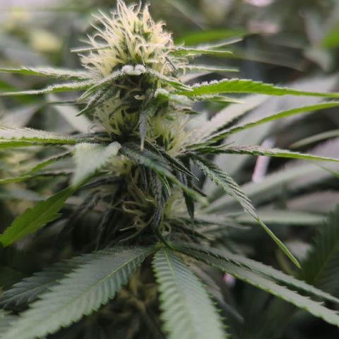 Gorilla Glue growlog photo: Trimmed lower branches