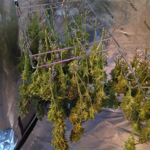 Gorilla Glue growlog photo: Drying day.