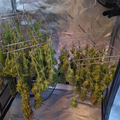 Gorilla Glue growlog photo: Drying day.