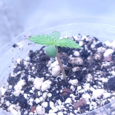Super Skunk G13 growlog photo: Not bad growth for one day she is now 25mm and starting to develop new set of leafs 