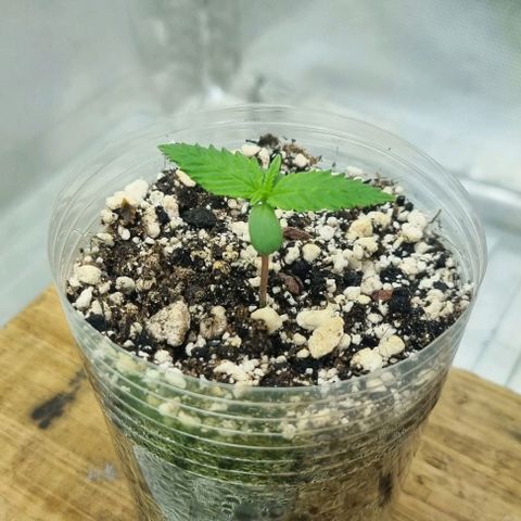 Super Skunk G13 growlog timeline photo