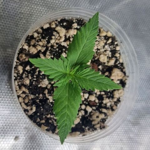 Super Skunk G13 growlog photo: New set of leafs. Light looks good, humidity is good. Maybe bit too cold during lights off but she seems alright. 