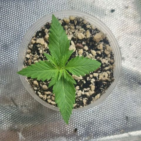 Super Skunk G13 growlog photo: Measuring at 25mm. Some nice roots and more and more leafs popping out 