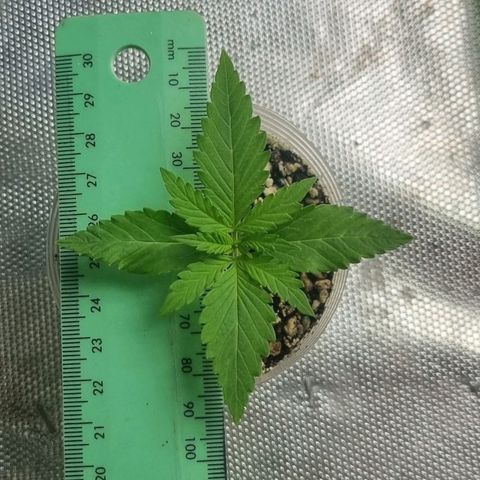 Super Skunk G13 growlog photo: Growing so well. No water needed just nice humidity.