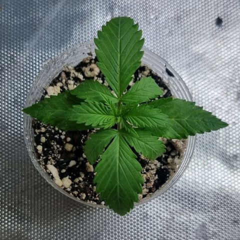 Super Skunk G13 growlog photo: Looking little droopy tonight as it was a little hot and soil dryed out. 