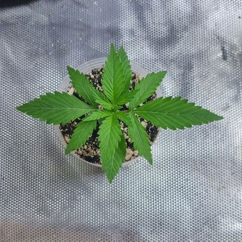 Super Skunk G13 growlog photo: Now measuring just 5cm hight she is becoming very bushy that's for sure. 