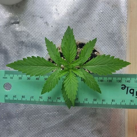 Super Skunk G13 growlog timeline photo