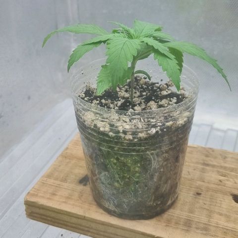 Super Skunk G13 growlog photo: Bit of a hot day today again. Moved the light a bit higher might help with heat a little and stop soil from drying out. She will perk up tomorrow. 