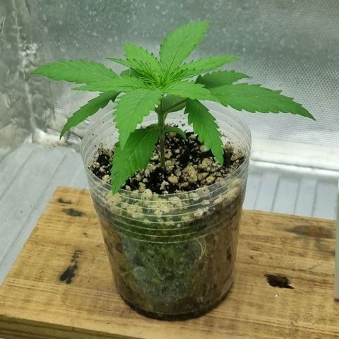 Super Skunk G13 growlog photo: Looking lovely tonight. She is growing so well. 