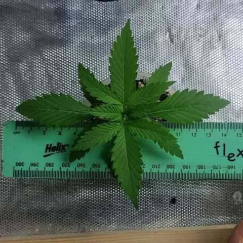 Super Skunk G13 growlog timeline photo