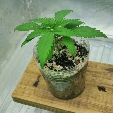 Super Skunk G13 growlog timeline photo