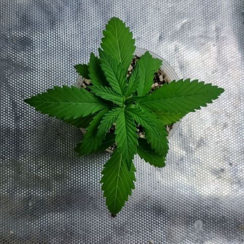 Super Skunk G13 growlog photo: She is now measuring 60mm. Pot is filling nicely with. Soon to be translated. I'll let her grow more roots first I think.