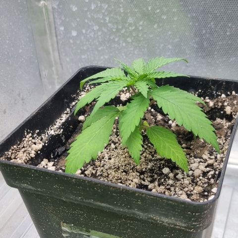 Super Skunk G13 growlog photo: Just in her new home trying out new soil mix. Vol 3/sand/perlite. It's about 60/30/10 