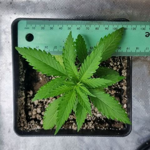 Super Skunk G13 growlog photo: Looking so happy in the new pot already 