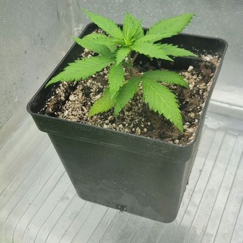 Super Skunk G13 growlog photo: Looking so happy in the new pot already 