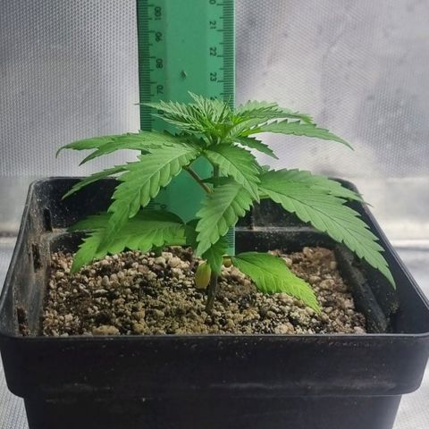 Super Skunk G13 growlog photo: Just measuring around 75mm, bottom leaves going slightly yellow but this is understandable as they are mostly in shadow now. 