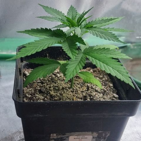 Super Skunk G13 growlog timeline photo