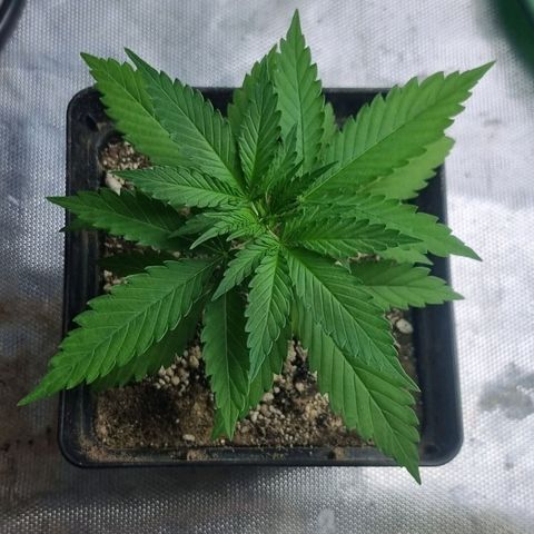 Super Skunk G13 growlog photo: I think this soil sand perlite mix is great. Soil nice and moist plant looking lush. She is loving it. 