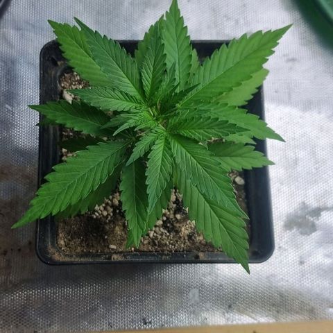 Super Skunk G13 growlog timeline photo