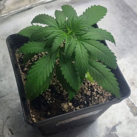 Super Skunk G13 growlog photo: Water was well needed today. Can also see some roots popping out the bottom. Let's give her some more time to grow before a new pot