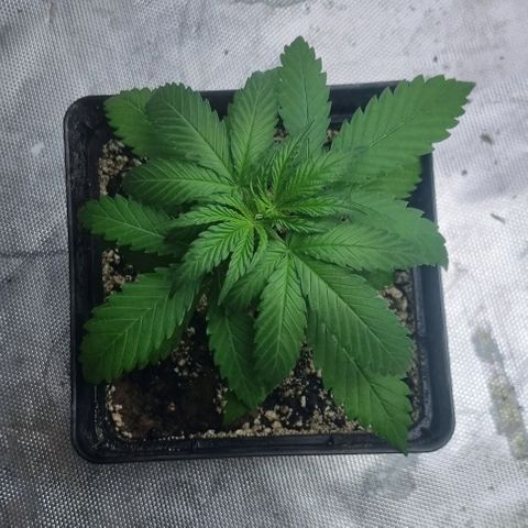 Super Skunk G13 growlog photo: Water was well needed today. Can also see some roots popping out the bottom. Let's give her some more time to grow before a new pot