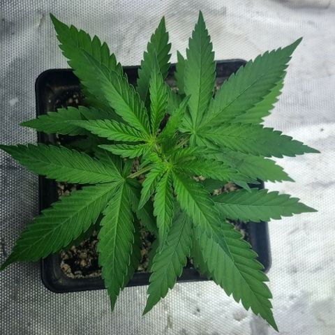 Super Skunk G13 growlog timeline photo