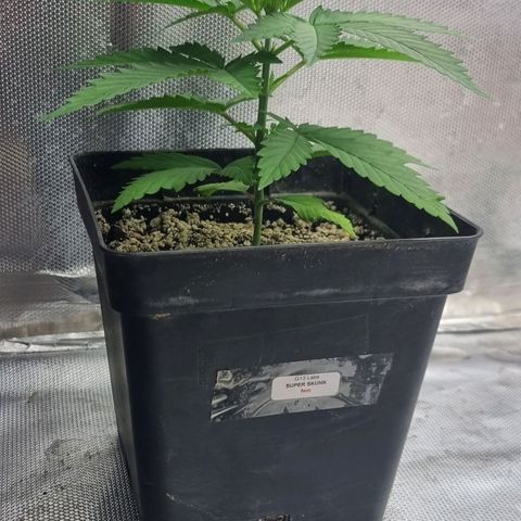 Super Skunk G13 growlog timeline photo