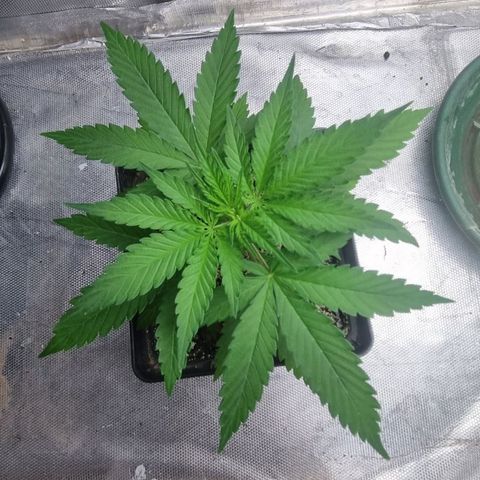 Super Skunk G13 growlog timeline photo