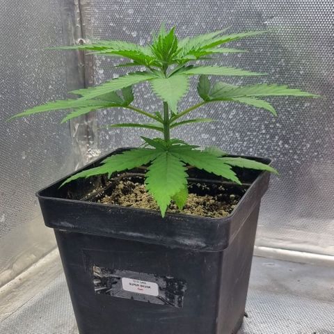 Super Skunk G13 growlog timeline photo