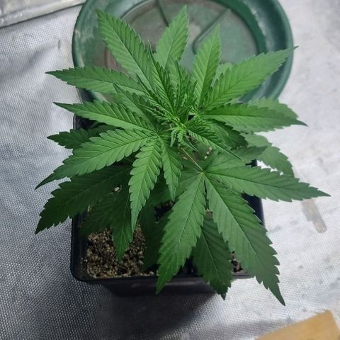 Super Skunk G13 growlog timeline photo