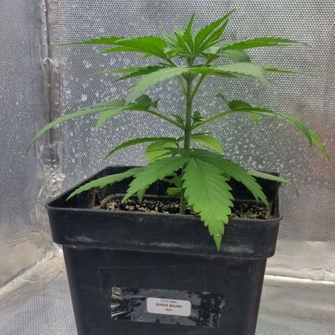Super Skunk G13 growlog timeline photo