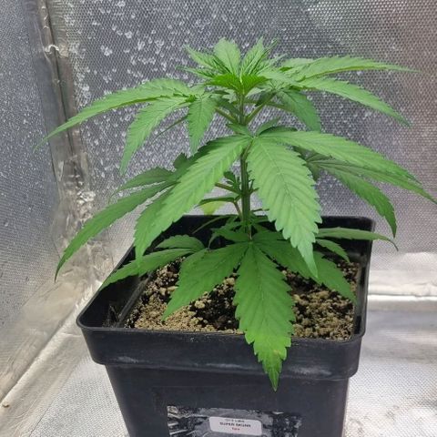 Super Skunk G13 growlog photo: Measuring at 18cm. She looks healthy and very happy right now. Let's keep her in this pot for a while 