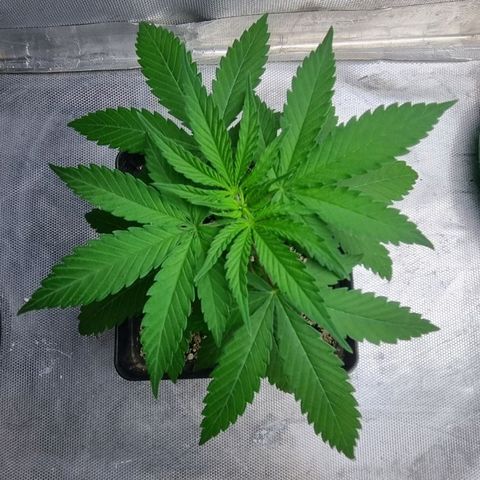 Super Skunk G13 growlog timeline photo