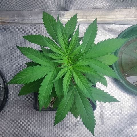 Super Skunk G13 growlog timeline photo