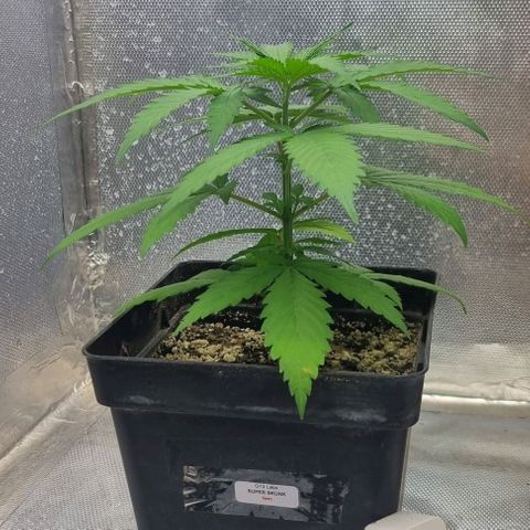 Super Skunk G13 growlog timeline photo