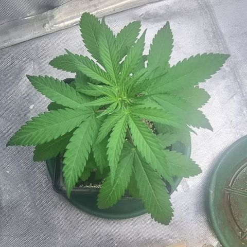 Super Skunk G13 growlog photo: Growing lovely.. Everything seems good and healthy 