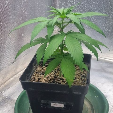 Super Skunk G13 growlog photo: Growing lovely.. Everything seems good and healthy 
